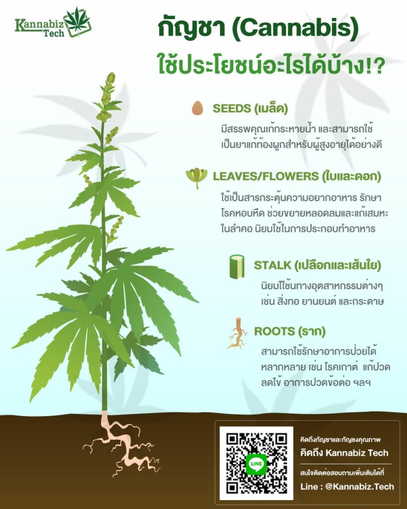 Discover the Benefits of Hemp Plant Parts!!