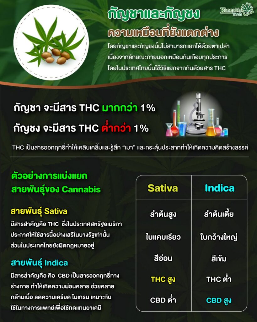 The Differences Between Cannabis and Hemp