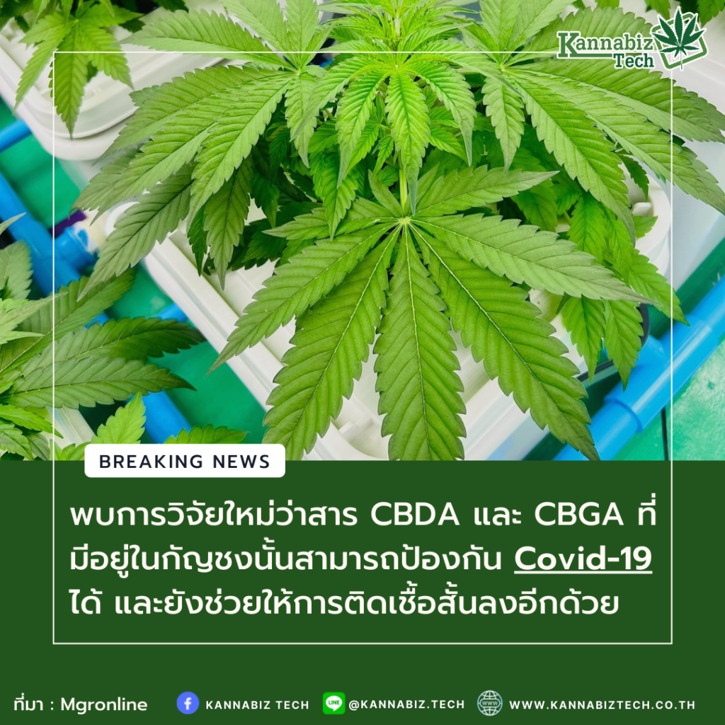 Can CBDA and CBGA in Hemp Prevent COVID?