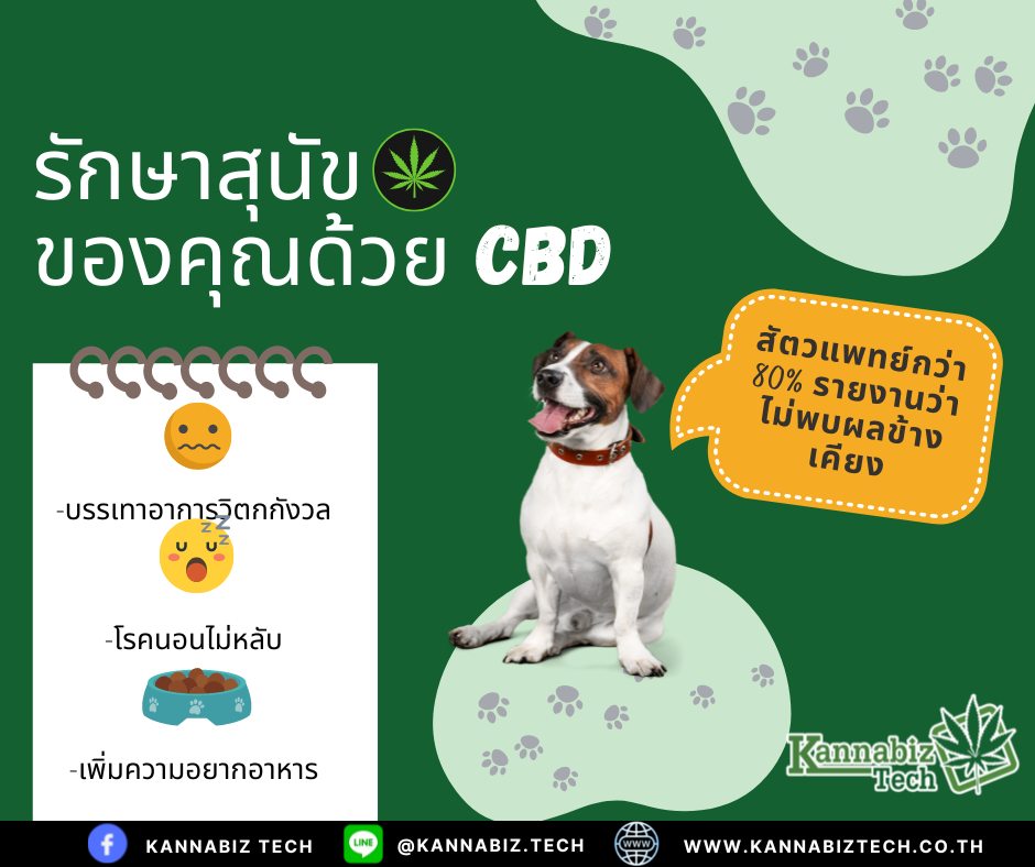 Natural CBD Extract for Your Furry Friend