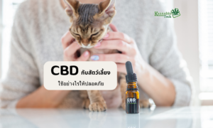 CBD with pet