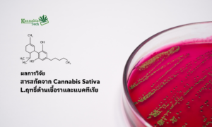 Cannabis Extract and Bacteria