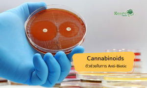 Cannabinoid anti biotic