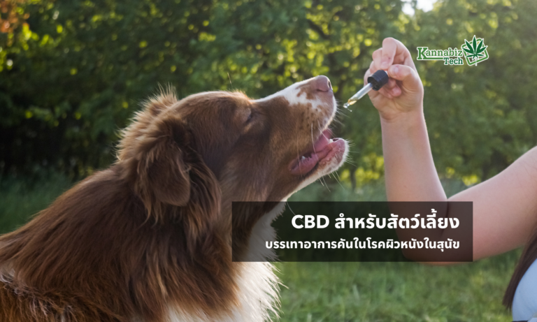 CBD For dog